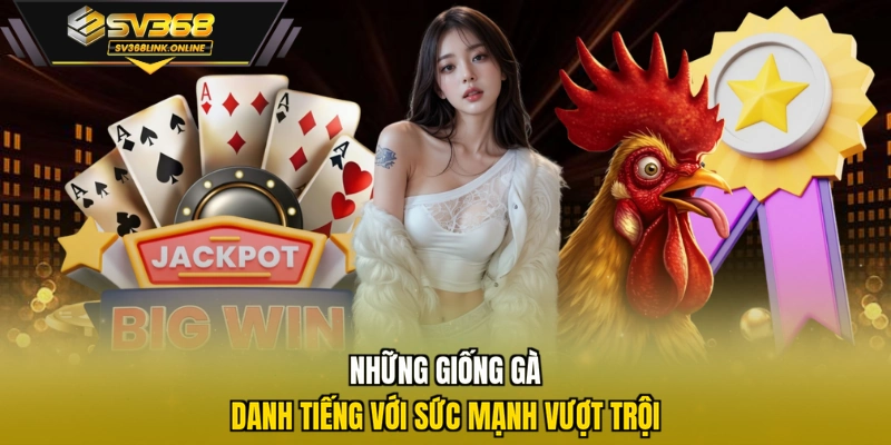 Những giống gà danh tiếng với sức mạnh vượt trội