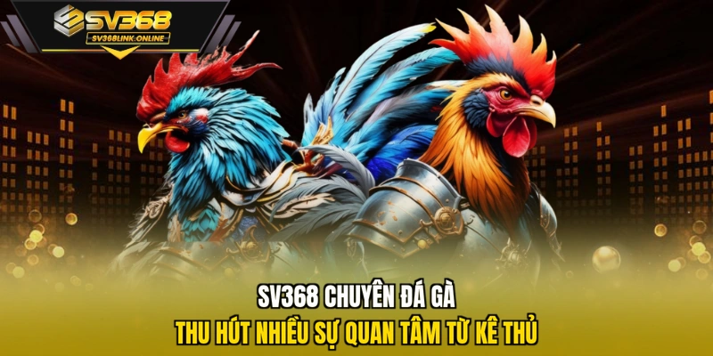SV368 chuyên đá gà thu hút nhiều sự quan tâm từ kê thủ